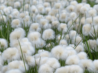 scheuchzers cottongrass, Eriophorum scheuchzeri, sura gräs växthus, halvgräs, Alpin cottongrass, cottongrass, Eriophorum