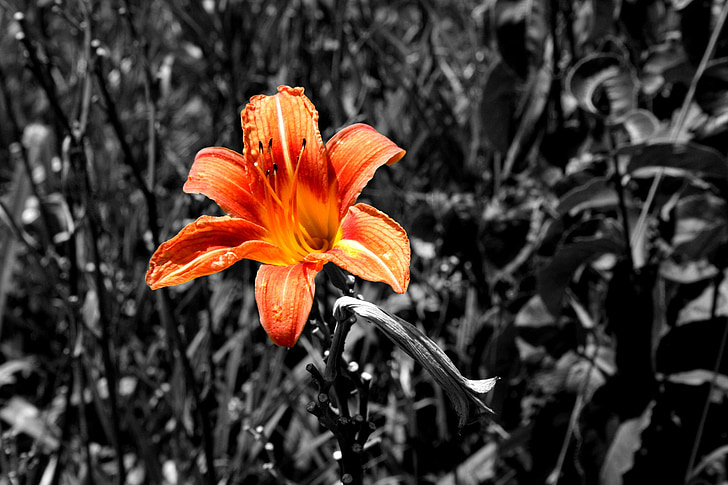 Tiger lily, Kleur, Oranje, zwart-wit, zomer, zon, Wild flower
