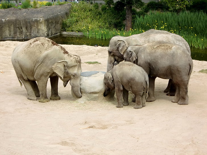 elefant, elefant familj, Baby elephant, djur, Snabel, TJOCKHUDING, flock