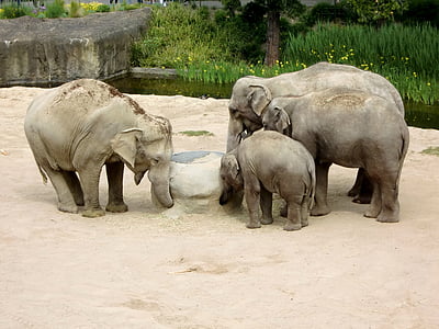 slon, Sloní rodina, slůně, zvířata, Sosák, Pachyderm, stádo