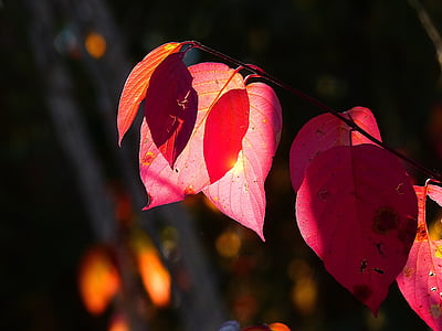Herbst, fallen, rot, Blätter, Baum, Wald, Laub