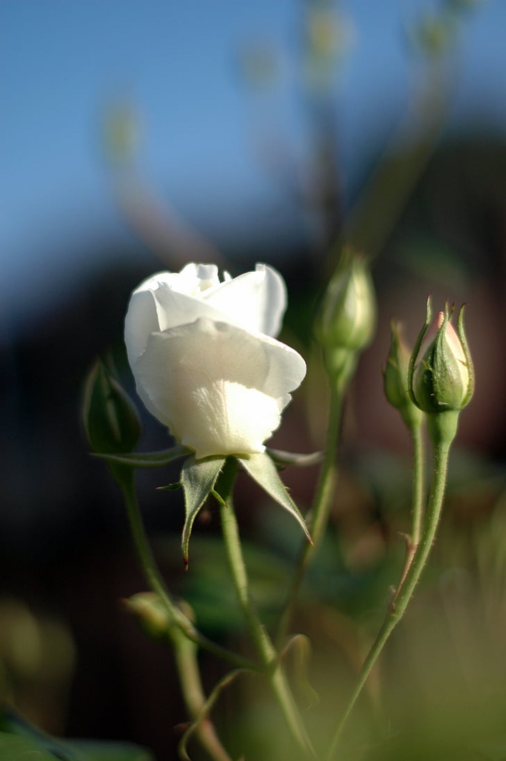 fehér jéghegy, Rose rügyek, tavaszi, kert