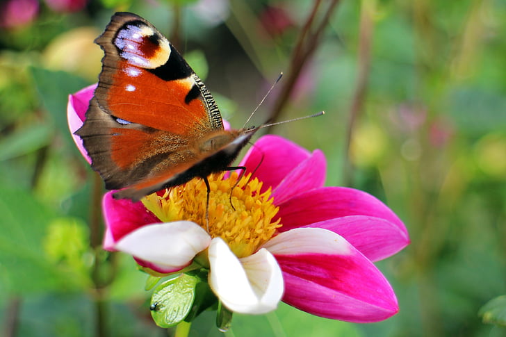Peacock butterfly, tauriņš, Pāvs, tauriņi, edelfalter, zieds, Bloom
