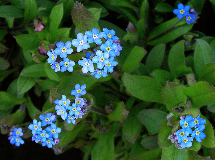 modré květy, okvětní lístky, louka, listy, Centaurea cyanus, rostliny, Příroda