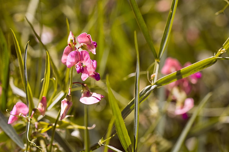 Itsepölyttyvä lathyrus, Lathyrus tuberosus, terävä kukka, kukat, vaaleanpunaiset kukat, Luonto, kesällä