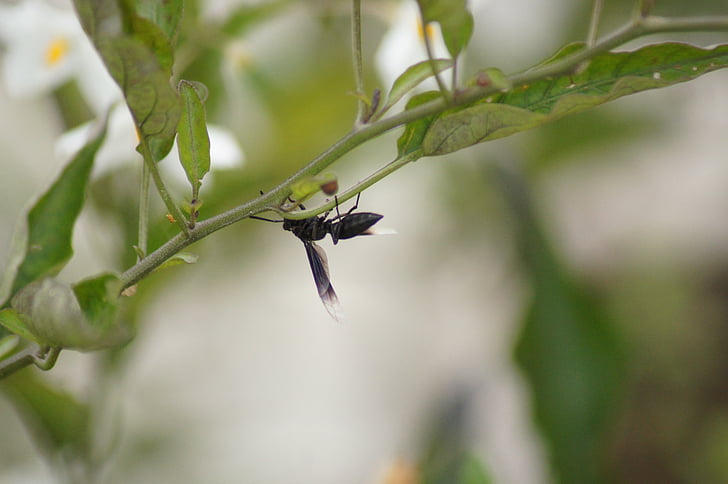 côn trùng, Salento, quindio, Colombia, Thiên nhiên