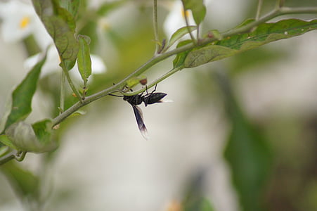 insecten, Salento, Quindio, Colombia, natuur