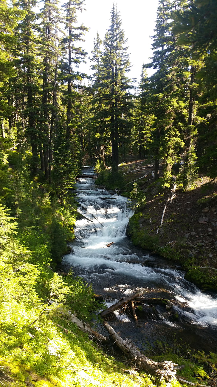 erdő, folyó, patak, Oregon