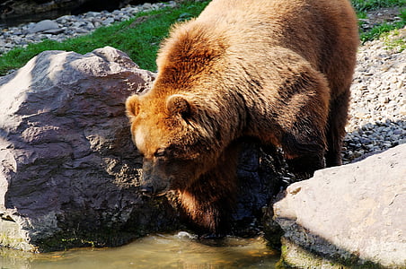 bear, brown, kamchatka bear, water, rock, enclosure, animal