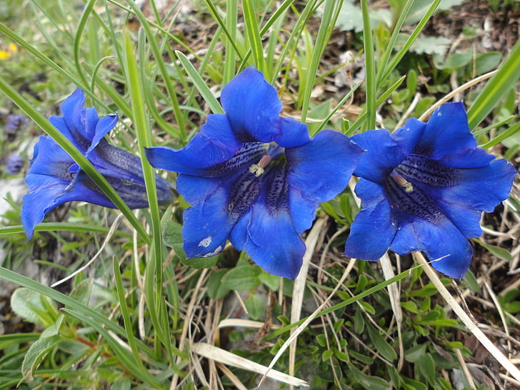 gentiane, nature, bleu, fleurs de montagne, fermer, usine de gentiane, fleur Alpine