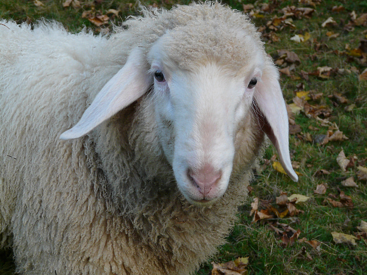 sheep, sheep face, face, ears, pasture, animal, flock