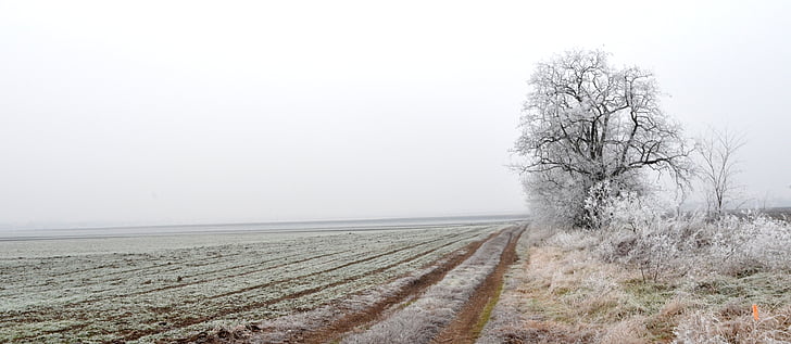 polje, Zima, privatnost, hladno, Tišina, priroda, snijeg