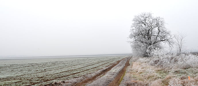 поле, зимни, поверителност, студено, мълчание, природата, сняг