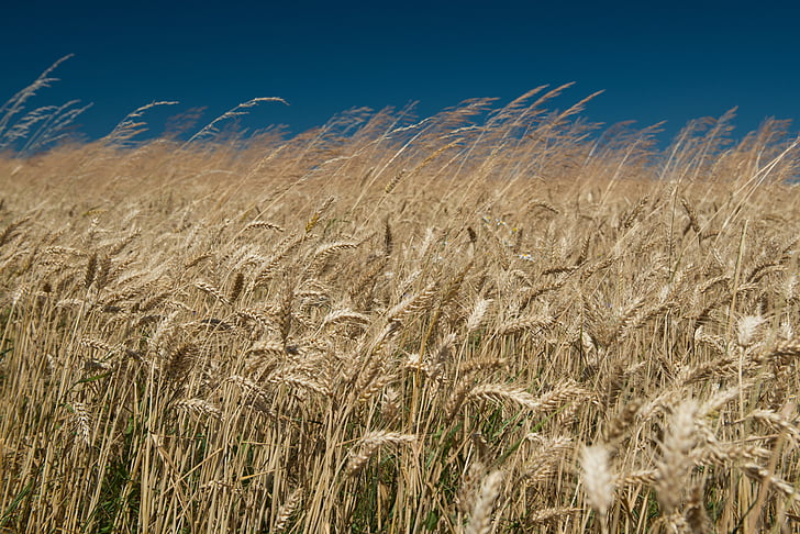 pole, pšenice, obloha, uši, vítr, produkce obilí, obilí