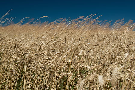 pole, pšenica, obloha, uši, vietor, zrno, obilie
