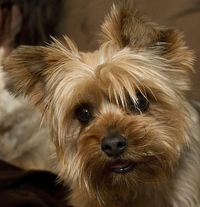 Yorkie, Terrier, cane, animale domestico, Canino, Yorkshire terrier