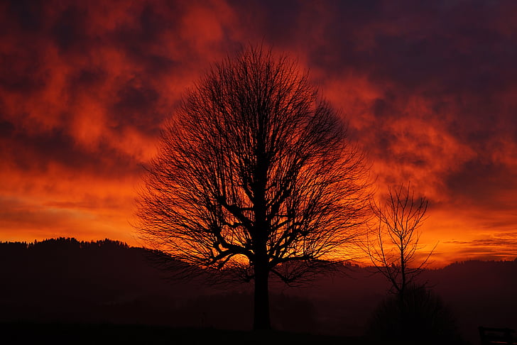 Sunset, puu, esteetiline, filiaalid, hõim, üksildane puu, taevas