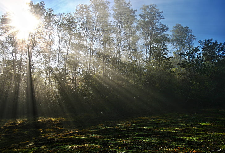 forest, grass, morning, nature, ray of sunshine, rays, sun