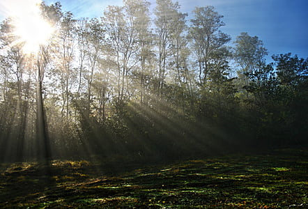 ceata, soare, razelor solare, copac, ceaţă, dimineata, pădure