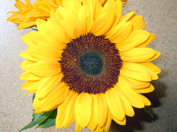 Sun flower, Thiên nhiên, Blossom, nở hoa, màu vàng