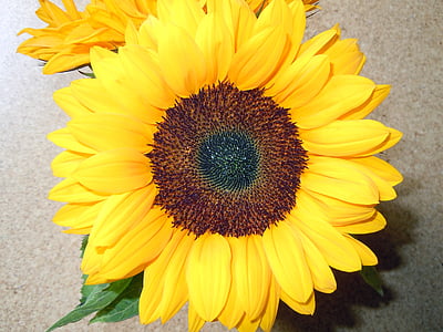 Sun flower, Natura, kwiat, Bloom, żółty