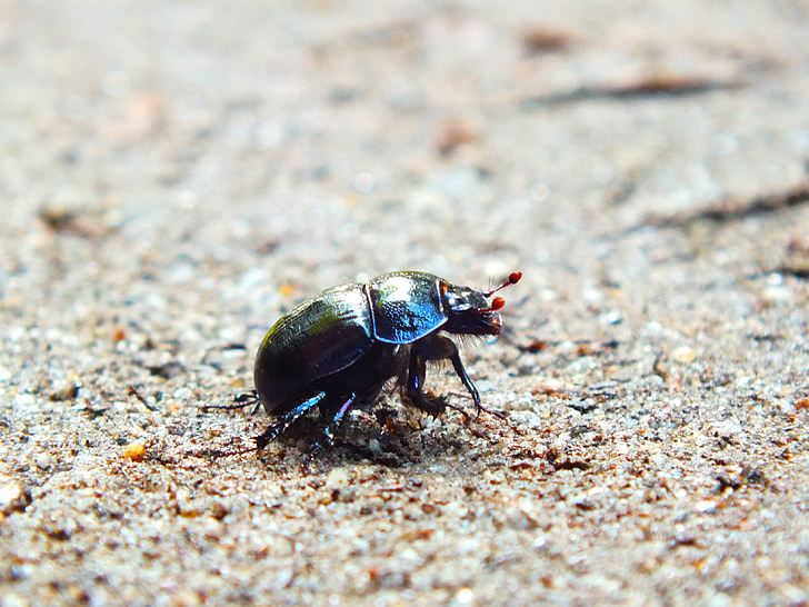 beetle, forest path, sand