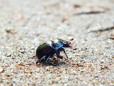 Beetle, chemin forestier, sable