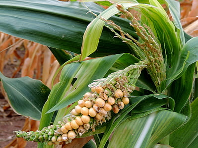 corn, plantation, food, plants, cornfield