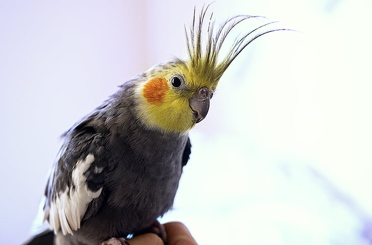 cockatiel, con chim, động vật, đầy màu sắc, kỳ lạ, màu vàng, lông vũ
