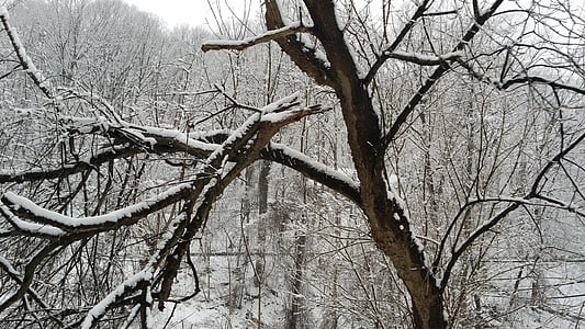 Woods, sníh, bílá, chlad, Příroda, strom, venkova