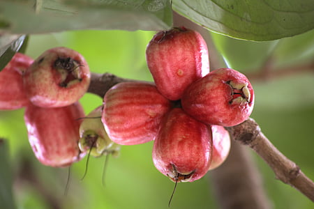 Guava, hedelmät, punainen