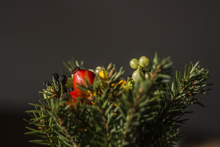 krásny, pobočka, Vianoce, detail, ihličnatý strom, dekor, dekorácie