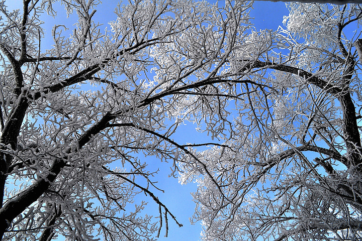 drevo, narave, pozimi, sneg, dreves, nebo, bela