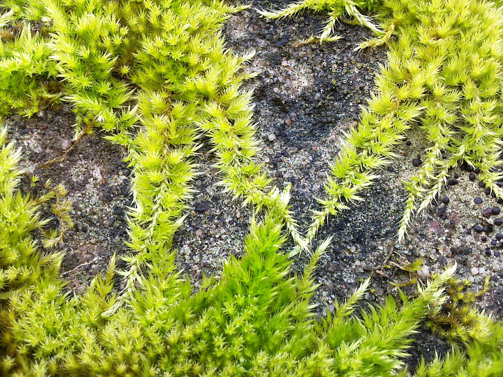 Moss, grønn, overgrodd, betong, makro, klatre, vegg