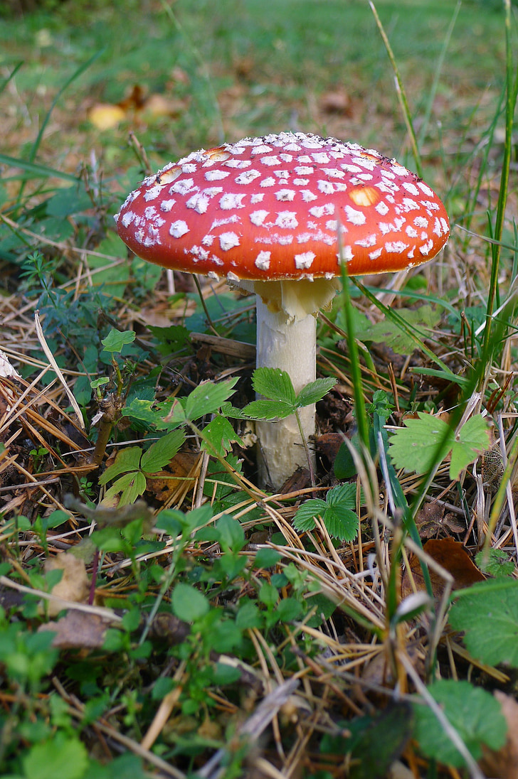 fly agaric, autumn, forest, autumn forest, leaves, nature