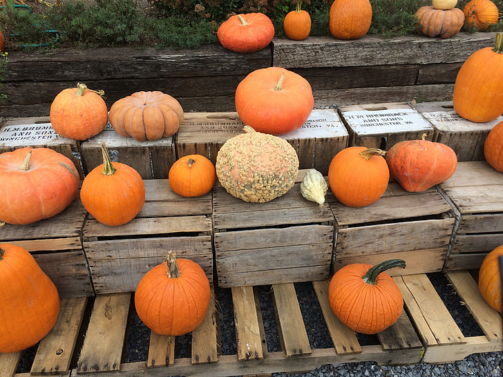 calabaza, calabaza, stand de la granja, otoño, Halloween, calabaza, vegetales