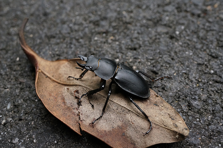 Stag beetle, naturlige, Quentin chong, Bille, dyr, natur, insekt
