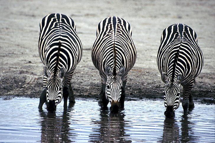 zebras, drinking, watering hole, africa, drink, mammal, three