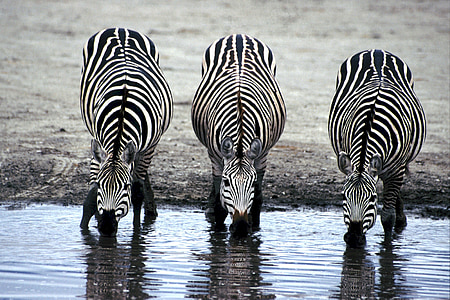 zebrák, iszik, öntözés lyuk, Afrika, ital, az emlősök, három