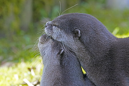 clawed otter, smooch, otter, one animal, animals in the wild, animal themes, animal wildlife