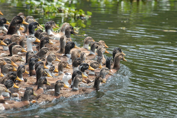 duck, herd, band, birds, river, pond, swimming