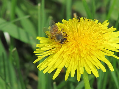 abelha, Primavera, jardim, flor, inseto, polinização, natureza