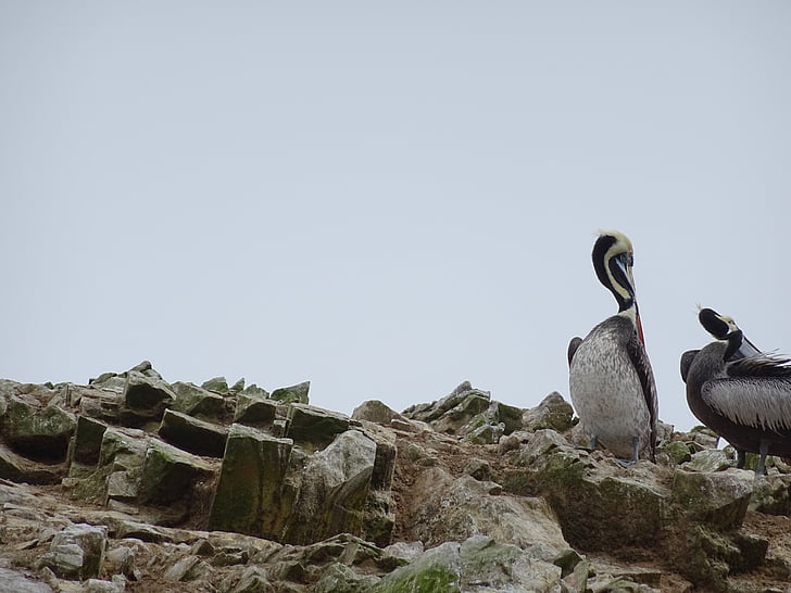 pelicans, ballestas islands, peru