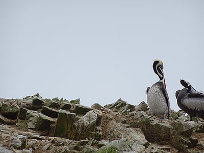 pelikani, Ballestas otoci, Peru