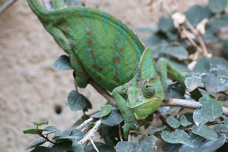 chameleons, chamaeleonidae, green, reptile, common chameleon, insect eater, climb