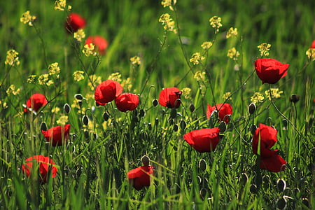 papaver rhoeas, red, grass, nature, flower, poppy, plant