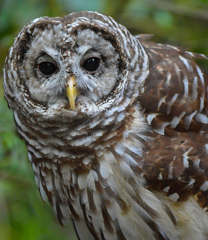 barred owl, owl, nature, bird, wildlife, predator, raptor