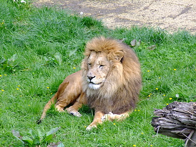 Lion, animaux, Zoo, homme