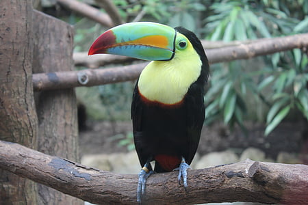 Tukan, ptak, tropikalne ptak, kolorowe, upierzenie