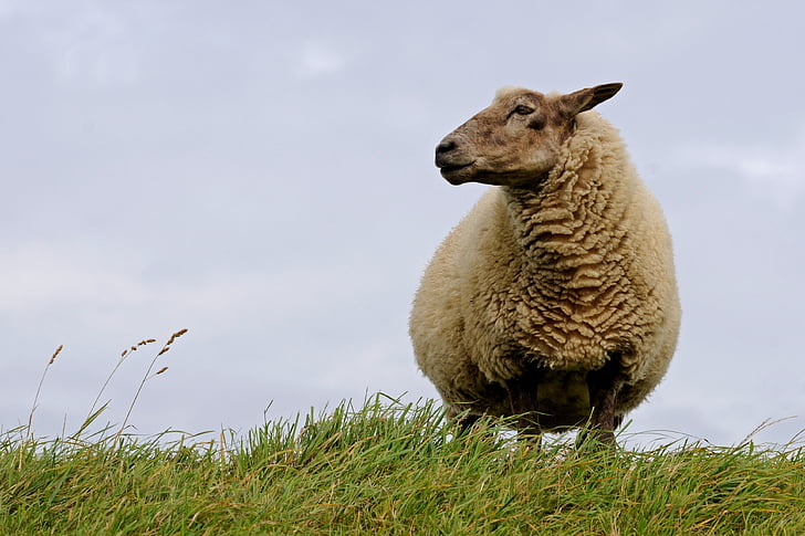 sheep, north sea, curiosity, deichschaf, grass, animal, nature